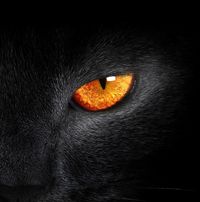 ZwarteKater